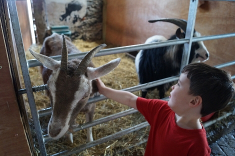 Grimsbury goats touching